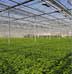 Greenhouse